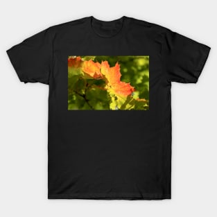 Autumn Maple Leaf T-Shirt